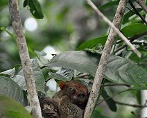 Tarsier Bohol